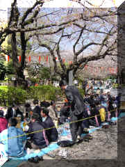 Ueno park - hanami1.jpg (104483 bytes)