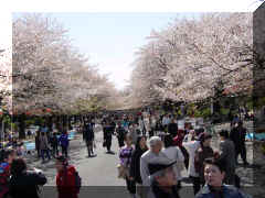 Ueno park - hanami2.jpg (79594 bytes)